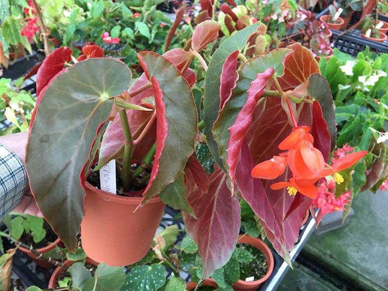B. ‘Ottavia Piccolo’